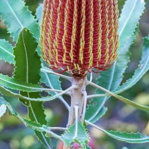 Banksia flower, Western Australia, Australia