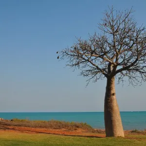 Baobab Tree Print - Broome Beach Scene Baobab Tree Print - Broome Beach Scene