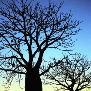 Baobab trees Baobab trees