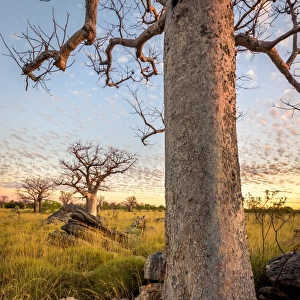Baobab trees at Oscar Range
