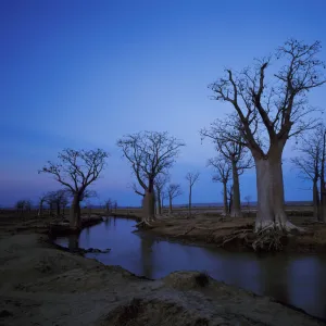 Baobab Trees and Stream