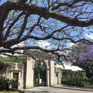 Jacaranda Tree Bloom Print