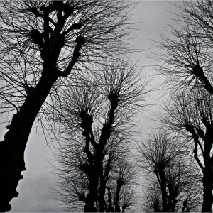 Bare trees during the winter, Bergen, Norway