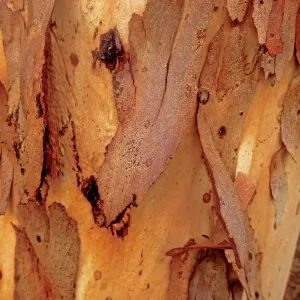 Bark peeling away from the trunk