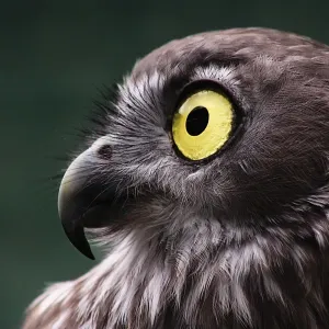 Barking Owl