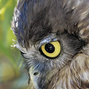 Barking Owl - Ninox connivens Strigidae