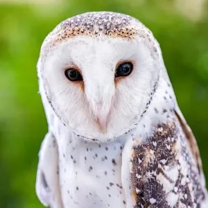 Barn Owl - Australia Print Barn Owl - Australia Print