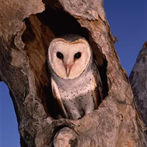 BARN OWL (TYTO ALBA) IN TREE NEST, WESTERN AUSTRALIA