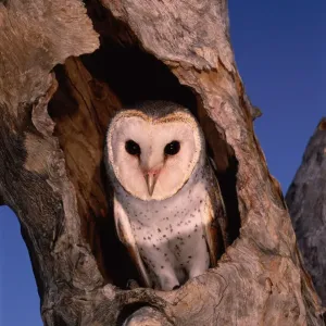 BARN OWL (TYTO ALBA) IN TREE NEST, WESTERN AUSTRALIA BARN OWL (TYTO ALBA) IN TREE NEST, WESTERN AUSTRALIA