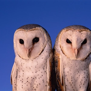 Two Barn Owls (Tyto Alba), Western Australia