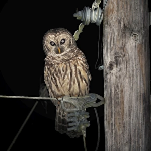 Barred Owl (Strix varia) perched on telegraph pole