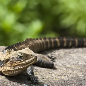 Basking Basking