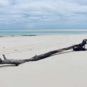 Beach Combing