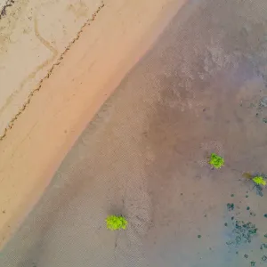 Beach and Mangrove Tree Aerial
