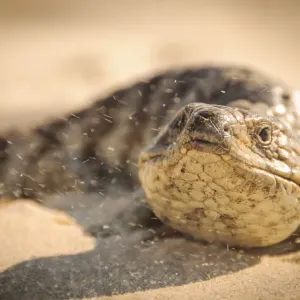 Beach Skink Beach Skink
