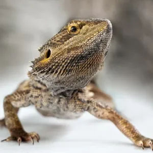 Bearded Dragon Bearded Dragon
