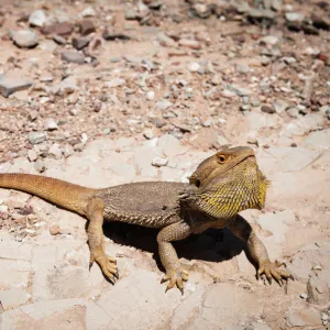 Australian Animals Canvas Print Collection: Reptiles