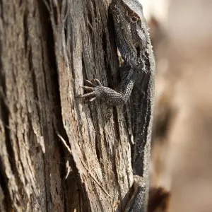 Bearded dragon
