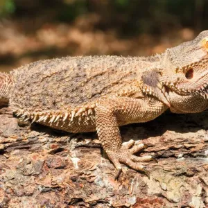 Bearded Dragon Bearded Dragon