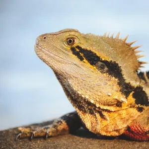 Bearded Dragon, Australia