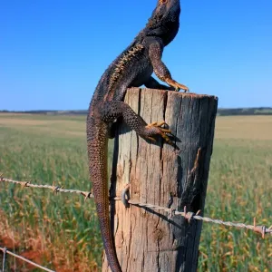 Bearded Dragon Print - Eyre Peninsula Australia