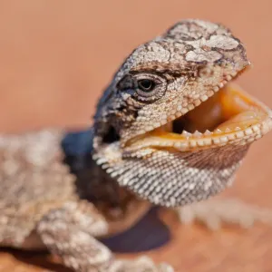 Bearded dragon lizard