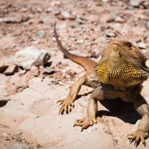 Bearded Dragon (Pogona vitticeps)