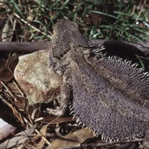 Bearded lizard