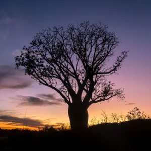 A beautiful Boab tree silhouetted at sunset in outback Western Australia