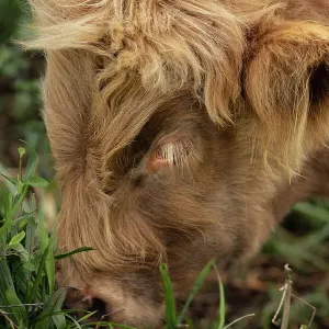 Beautiful Highland Cows Print Beautiful Highland Cows Print