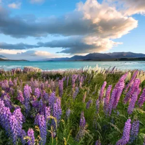 Beautiful lupines of New Zealand