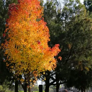 A beautiful maple tree standing out amongst the others in the morning sunshine A beautiful maple tree standing out amongst the others in the morning sunshine