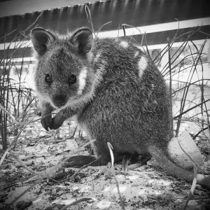 A beautiful photograph of a Quokka hiding under the boardwalk on Rottnest Island near Perth Western Australia A beautiful photograph of a Quokka hiding under the boardwalk on Rottnest Island near Perth Western Australia