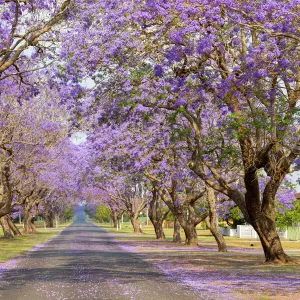 Beautiful Purple jacaranda Tree lined street