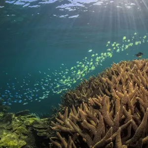 beautiful reef beautiful reef