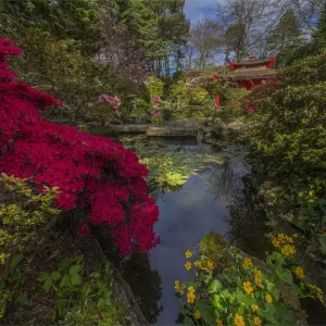 Beautiful spring blooms at the Compton Gardens, Dorset, England, United Kingdom
