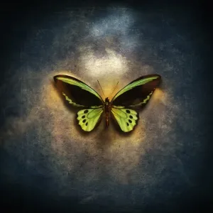 beauty, freedom, entomology, simplicity, fragility beauty, freedom, entomology, simplicity, fragility