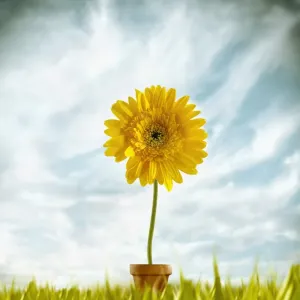 Blue Sky Sunflower Print