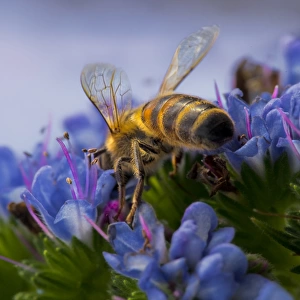 Bee on Colourful Blue and Green Flowers, Australia