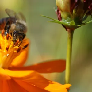 A bee meets a cosmos flower