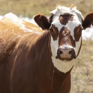 Australian Beef Cattle Print Australian Beef Cattle Print