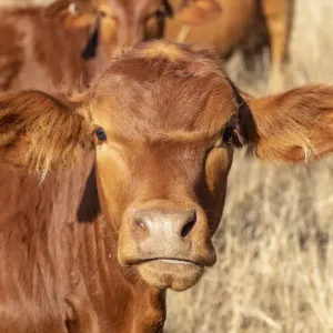 Beef Cattle Print in Australian Landscape Beef Cattle Print in Australian Landscape