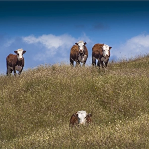 Beef Cattle on lush pastures, King Island Tasmania