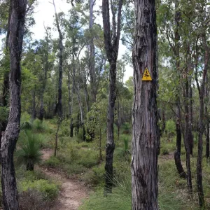 Bibbulmun Track near Jarrahdale Western Australia