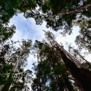 Big tree Big tree