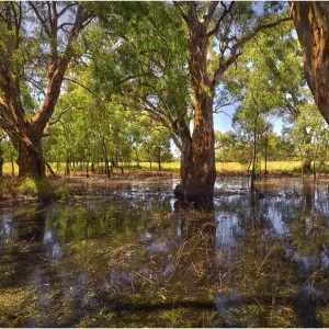 A billabong at Yea, Central Victoria, Australia