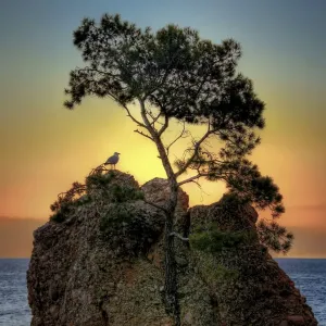 Australian Seagull Print on Rock with Tree