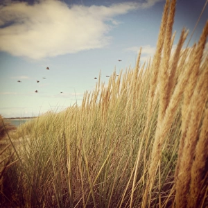 Birds flying past coastal grass on the seashore