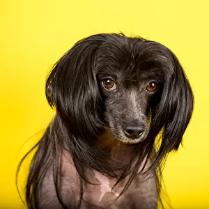 Black Chinese Crested Dog looking at the camera on a yellow backdrop