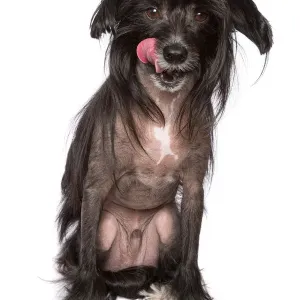 Black Chinese Crested Dog Print on White Background Black Chinese Crested Dog Print on White Background